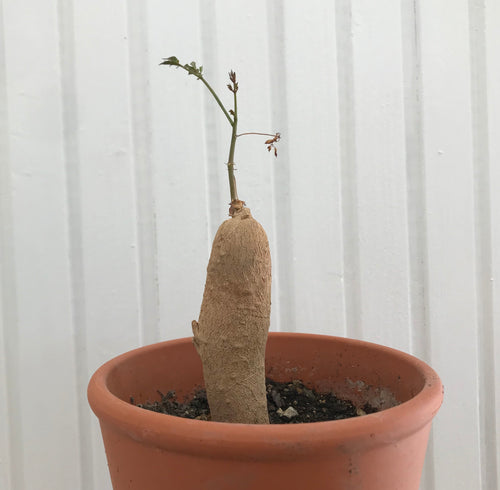 Moringa Rivae