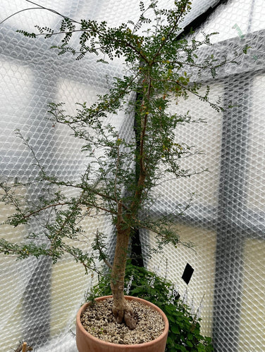 Operculicarya Decaryi - 130cm