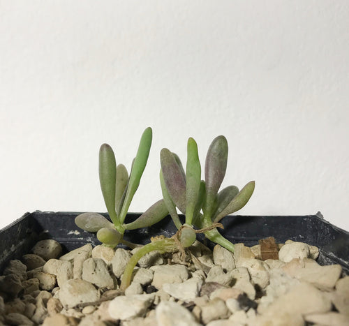 Othonna Clavifolia