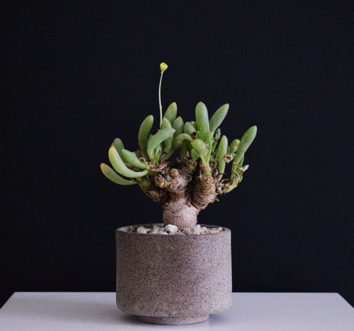 Othonna Clavifolia