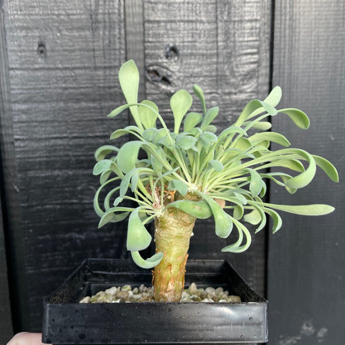 Othonna Euphorbioides - lille