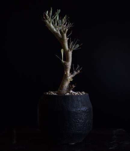 Othonna Euphorbioides