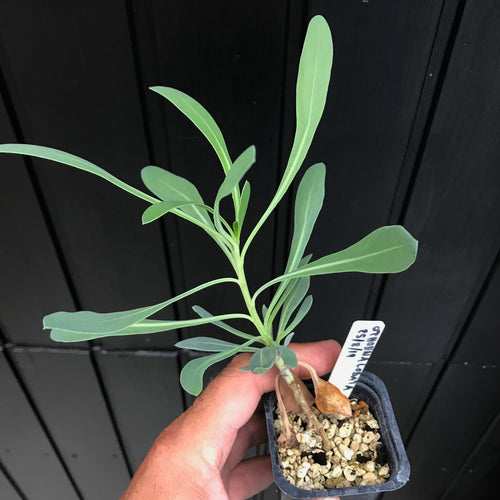 Othonna Lobata