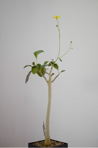 Othonna Triplinervia