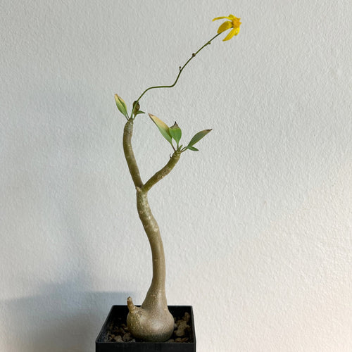 Othonna Triplinervia