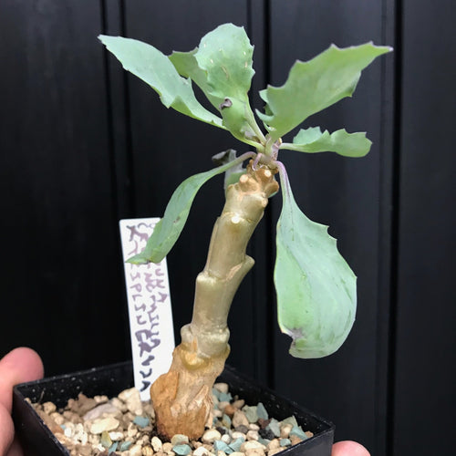 Othonna Cremnophilia X Triplinervia