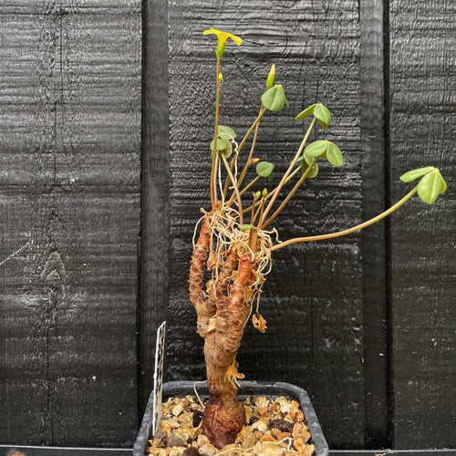 Oxalis Carnosa