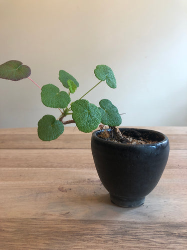 Pelargonium Cotyledonis - lille