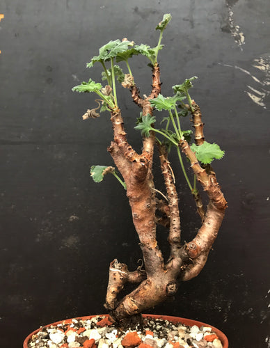 Pelargonium Mirabile - stor