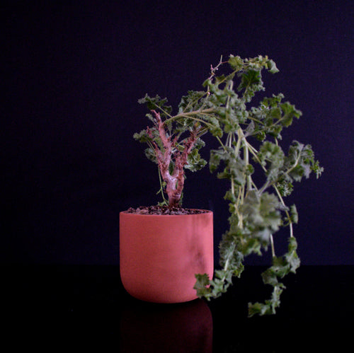 Pelargonium Alternans