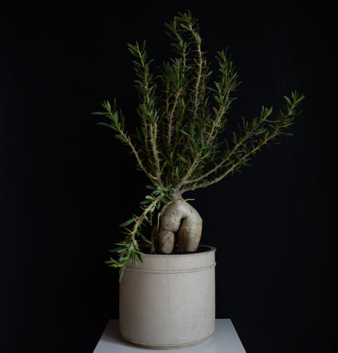 Pachypodium Bispinosum