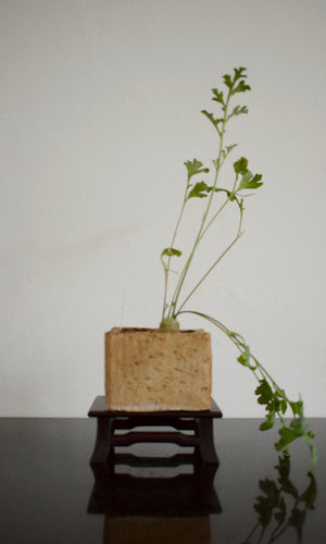 Pelargonium Carnosum