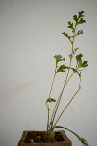 Pelargonium Carnosum