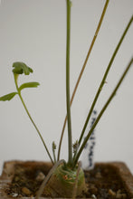 Pelargonium Carnosum