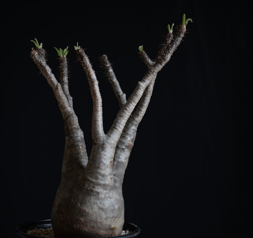 Pachypodium Rosulatum subs. Gracilius