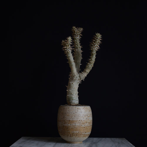 Pachypodium Horombense