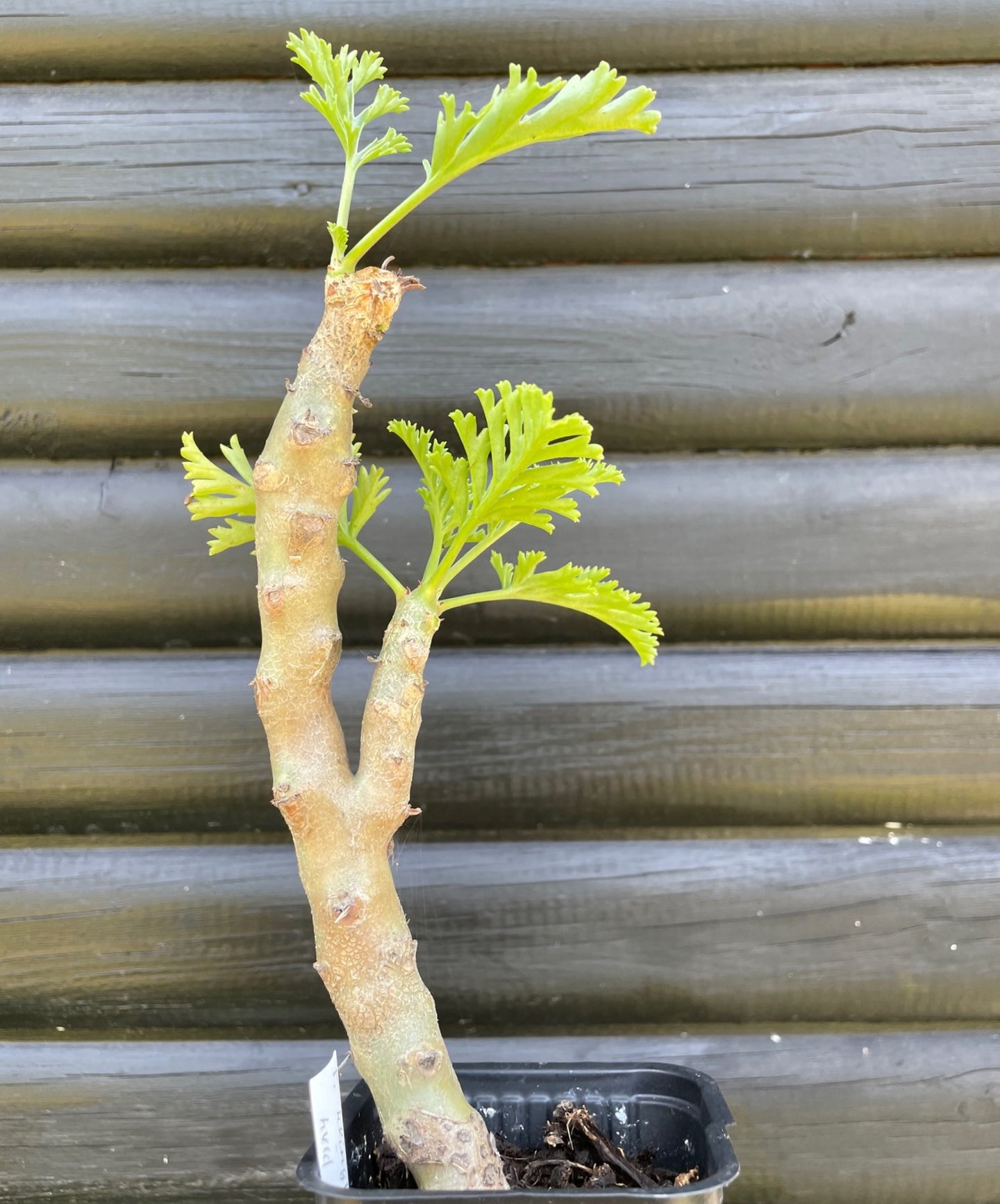 Pelargonium Klinghardtense