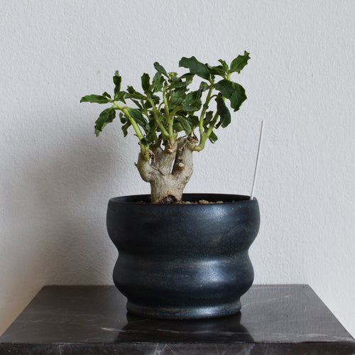 Pterodiscus Makatiniensis