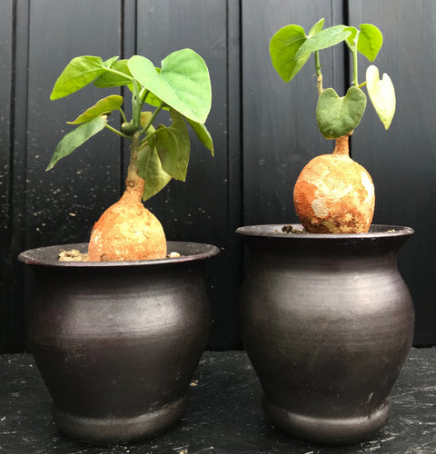 Pyrenacantha Malvifolia - lille