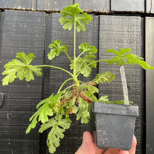 Pleargonium Multicaule