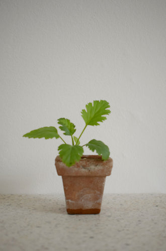 Pelargonium Carnosum