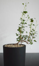 Pelargonium Oxypetalum