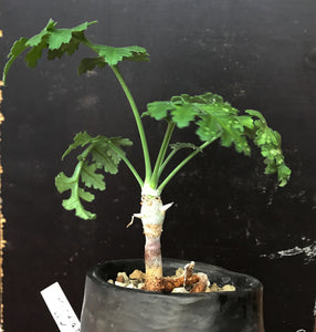 Pelargonium Paniculatum