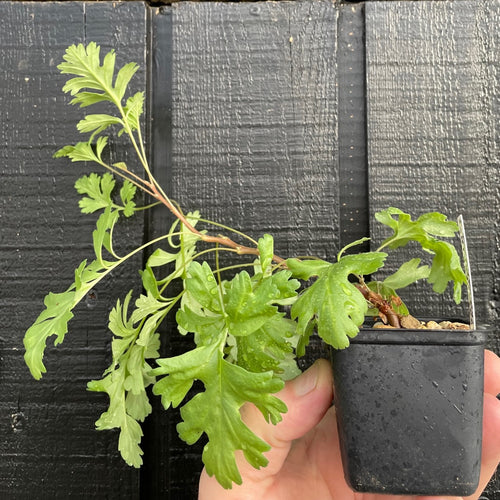 Pelargonium Parviflorum