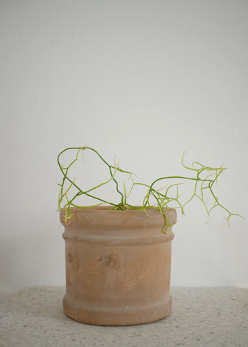 Bowiea Volubilis