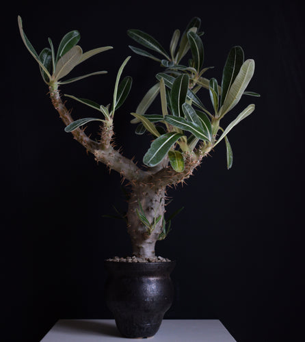 Pachypodium Rosulatum