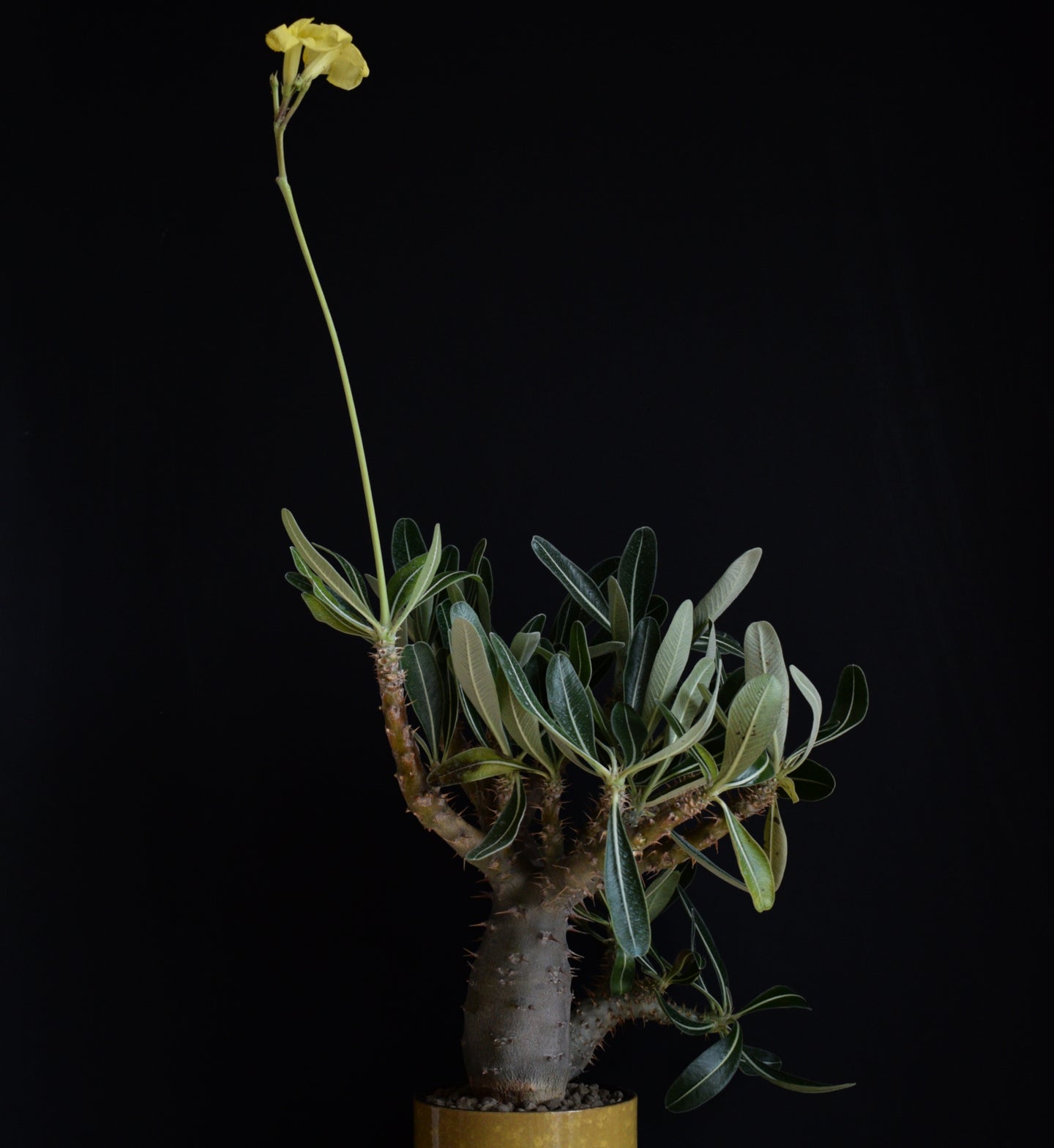 Pachypodium Rosulatum