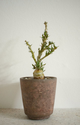 Pachypodium Bispinosum