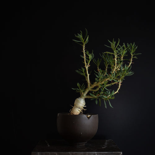 Pachypodium Bispinosum