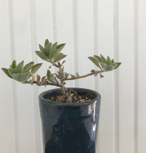 Plectranthus Zatarhendii