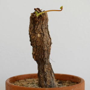 Pelargonium sp. Nova