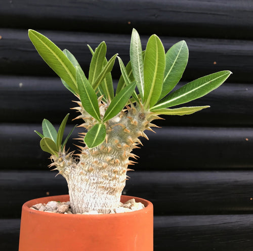 Pachypodium Horombense