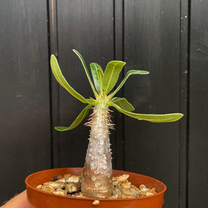 Pachypodium Rosulatum - 10cm