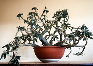 Pachypodium Rosulatum - stor