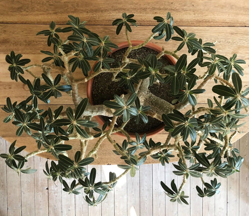 Pachypodium Rosulatum - stor