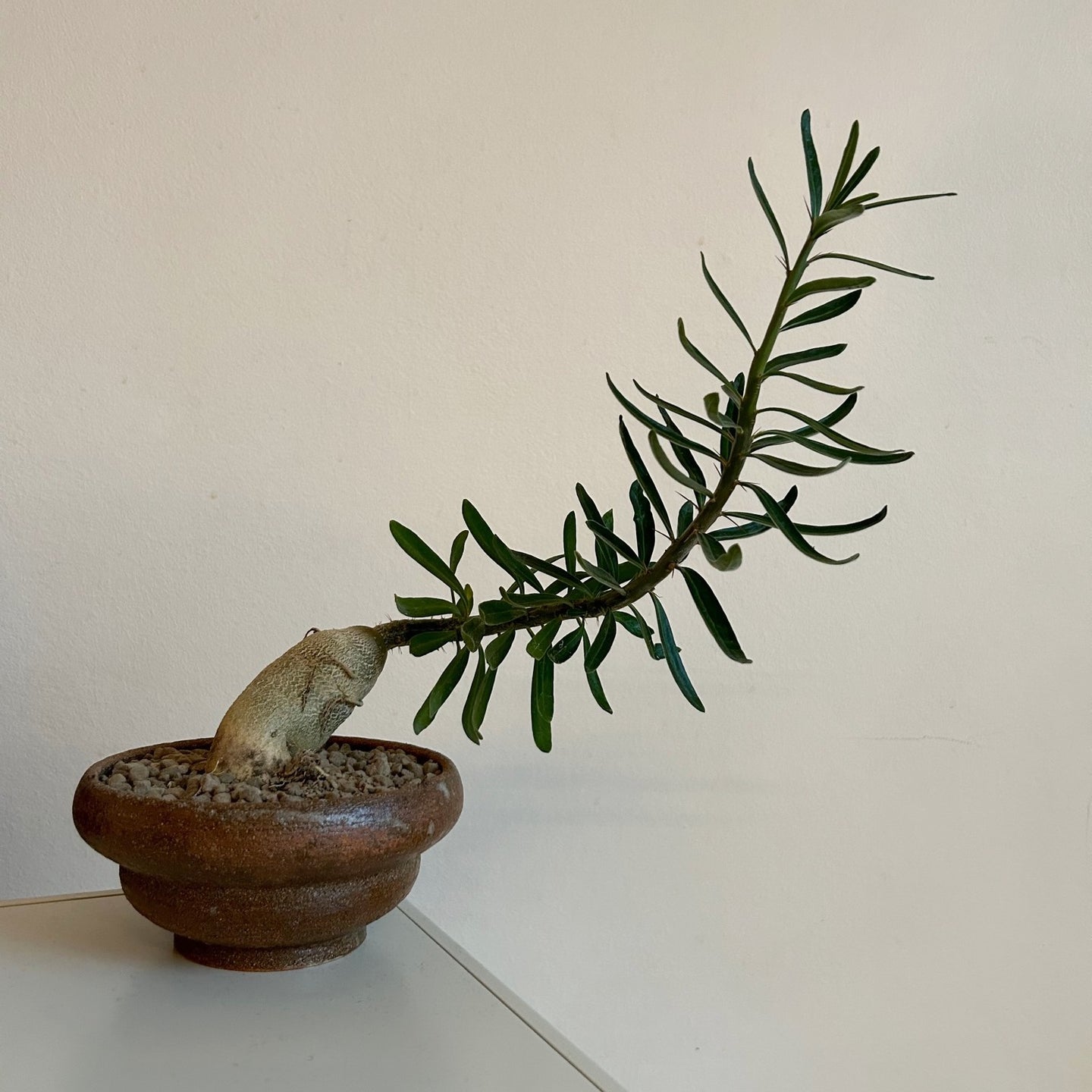 Pachypodium Succulentum