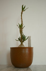 Pachypodium Succulentum