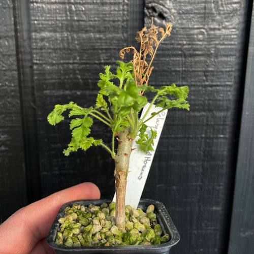 Pelargonium Alternans