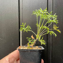 Pelargonium Aridum