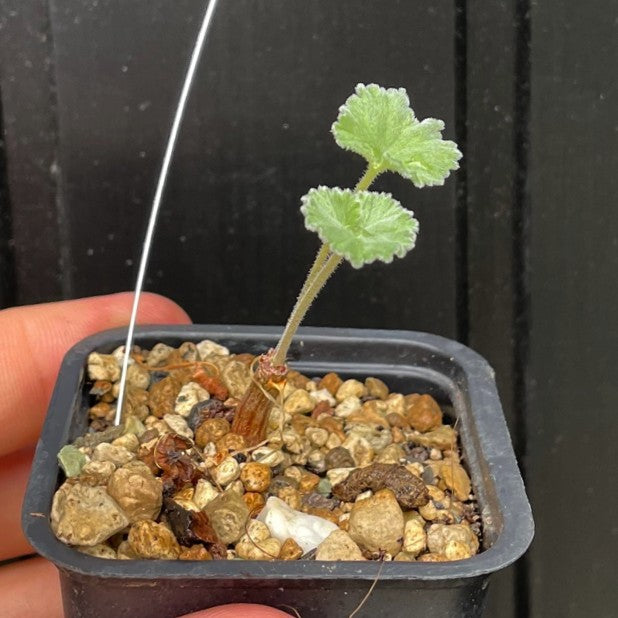 Pelargonium Mirabile - lille