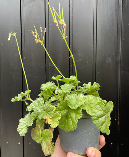 Pelargonium Mollicomum