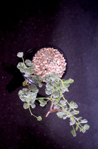 Pelargonium Oxypetalum