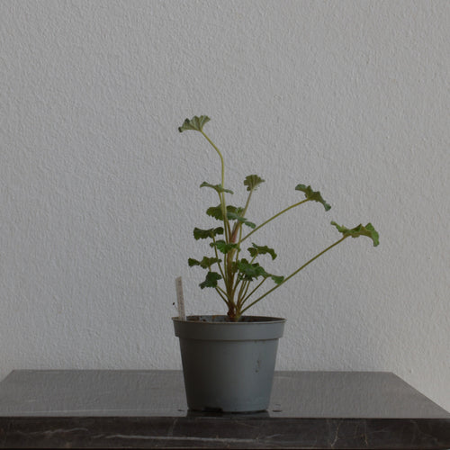 Pelargonium Sidoides