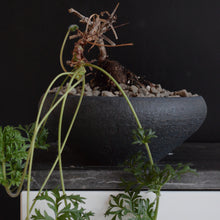 Pelargonium Triste