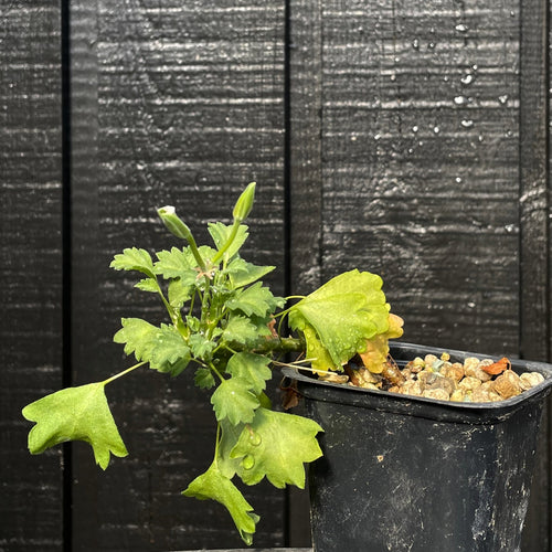 Pelargonium Xerophyton lille