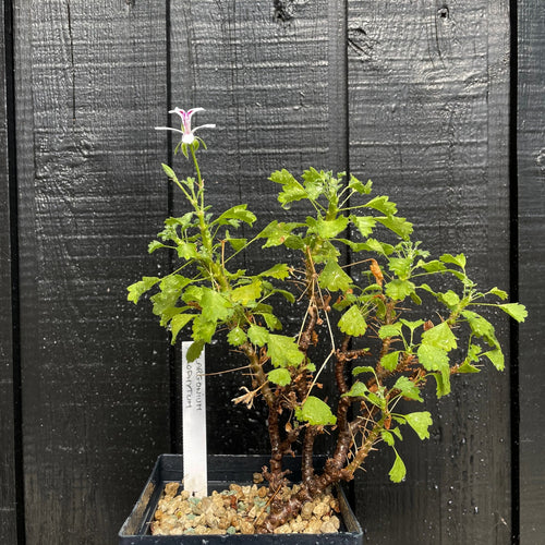 Pelargonium Xerophyton